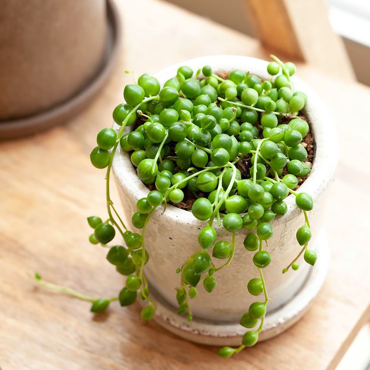 グリーンネックレス（多肉植物）育て方付き！[公式] e-花屋さん