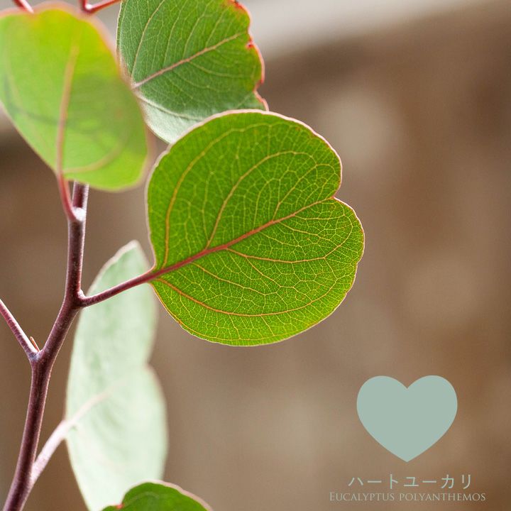 000000004469-01.jpg?size=l&w=