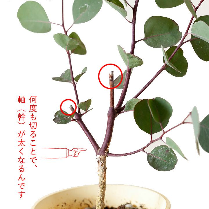 ユーカリ・ポプルネア（ポポラス）剪定してあるので4号では幹太
