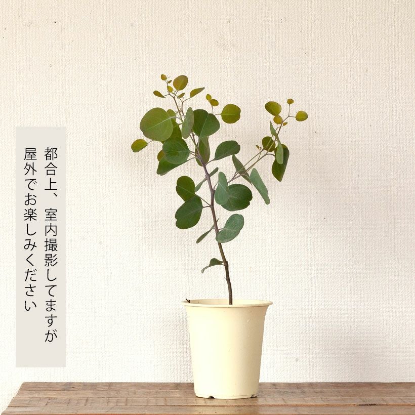 ユーカリ・ポプルネア（ポポラス）剪定してあるので4号では幹太