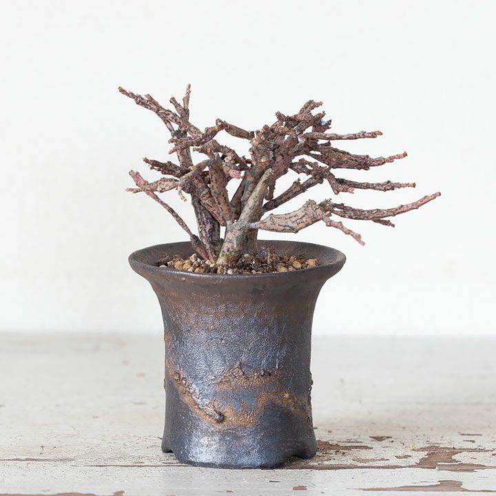 ユーフォルビア・プラティクラダ（ゾンビプランツ）成長遅い！育て方付き