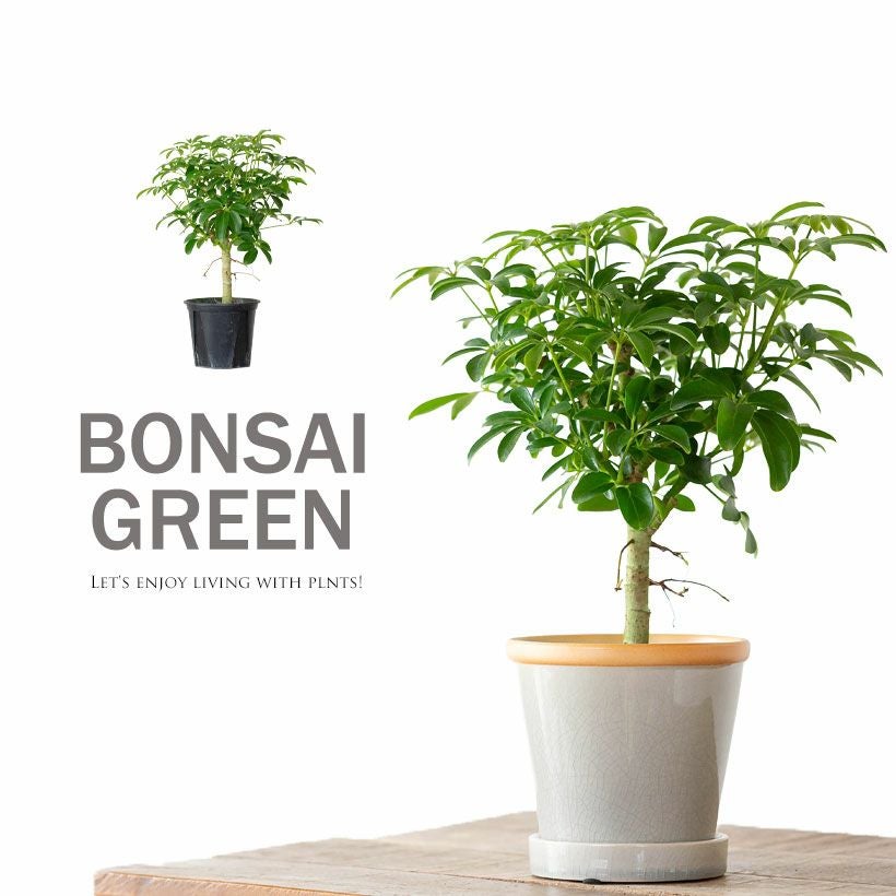 シェフレラ・コンパクタ（小さめサイズですが、幹太いです） レビュー