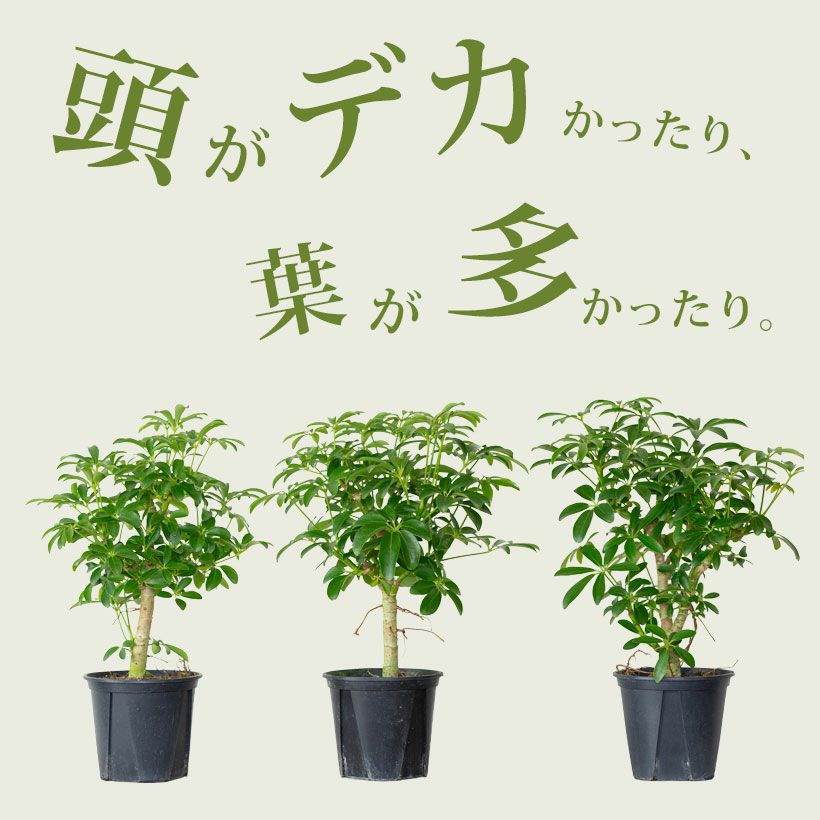 カポックの矮性種・観葉植物シェフレラコンパクタ4号鉢｜e-花屋