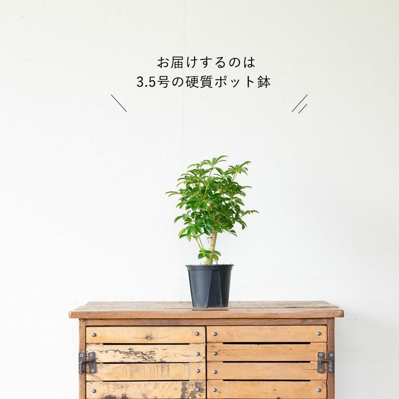 カポックの矮性種・観葉植物シェフレラコンパクタ4号鉢｜e-花屋