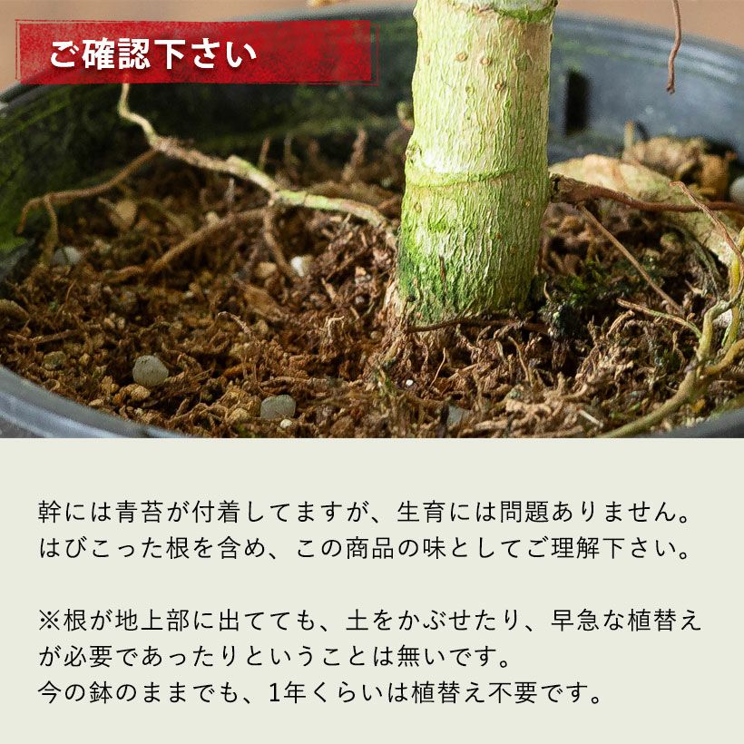 カポックの矮性種・観葉植物シェフレラコンパクタ4号鉢｜e-花屋