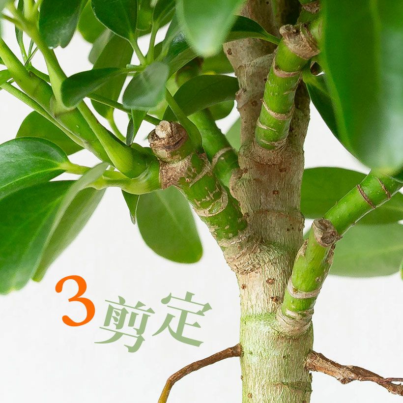 カポックの矮性種・観葉植物シェフレラコンパクタ4号鉢｜e-花屋