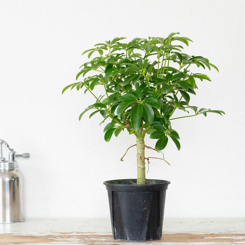 カポックの矮性種・観葉植物シェフレラコンパクタ4号鉢｜e-花屋