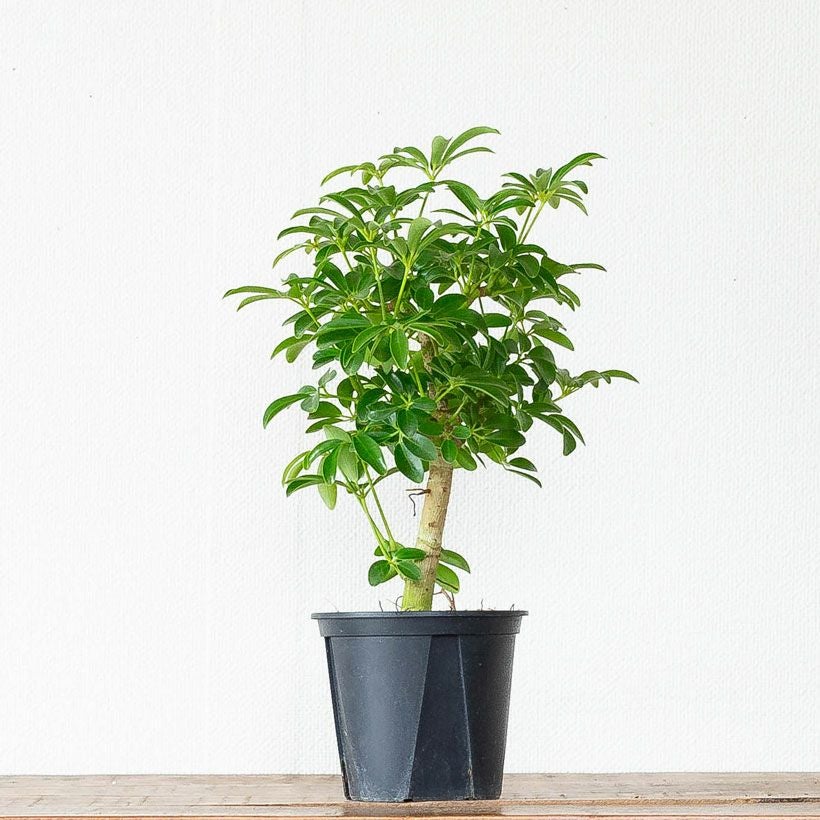 カポックの矮性種・観葉植物シェフレラコンパクタ4号鉢｜e-花屋