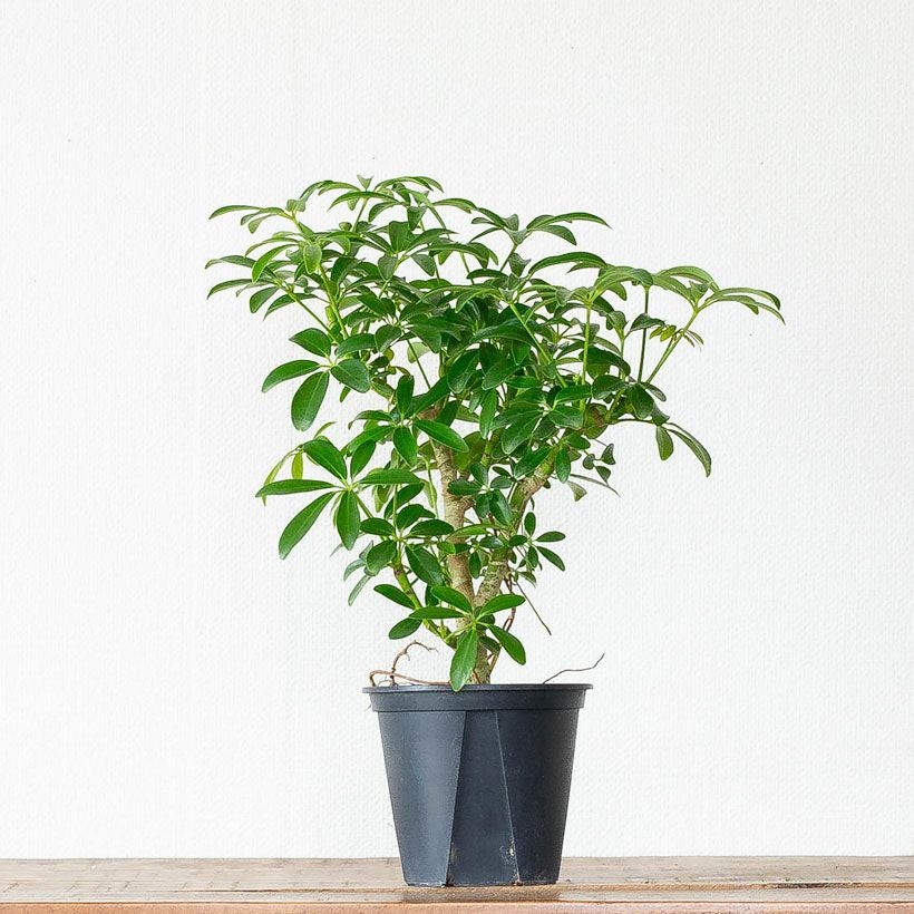 カポックの矮性種・観葉植物シェフレラコンパクタ4号鉢｜e-花屋