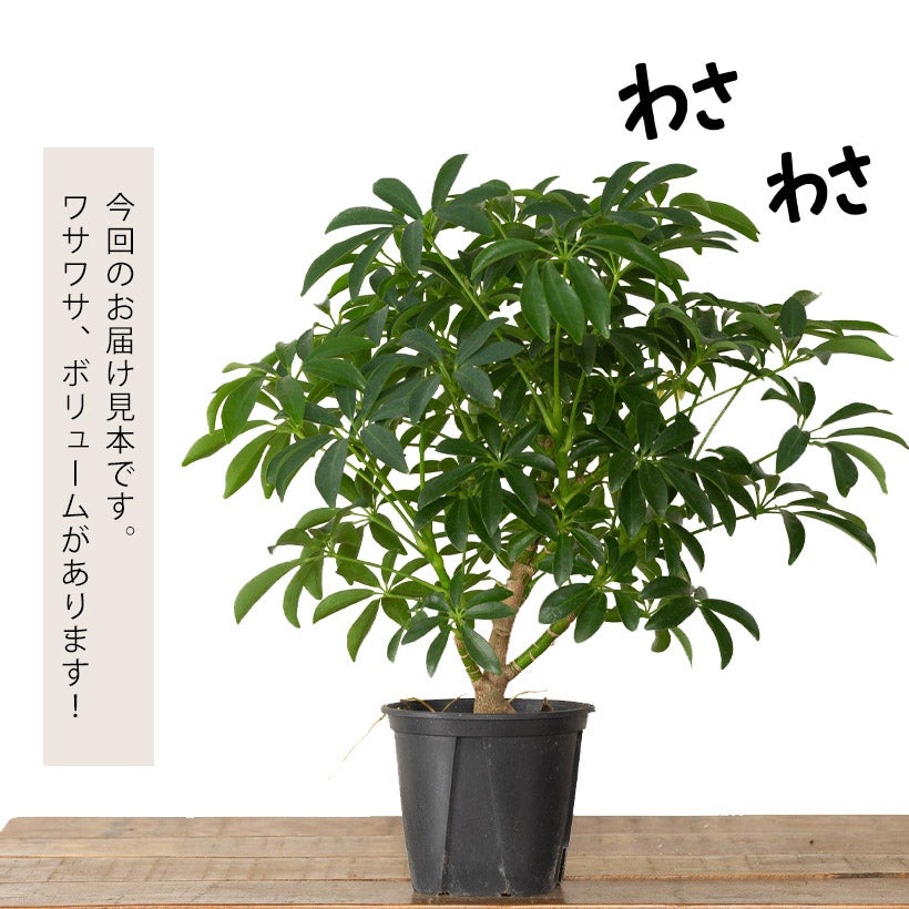 カポックの矮性種・観葉植物シェフレラコンパクタ4号鉢｜e-花屋