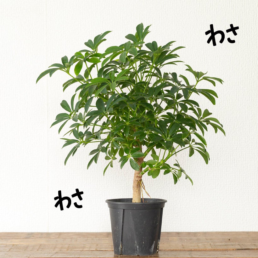 カポックの矮性種・観葉植物シェフレラコンパクタ4号鉢｜e-花屋