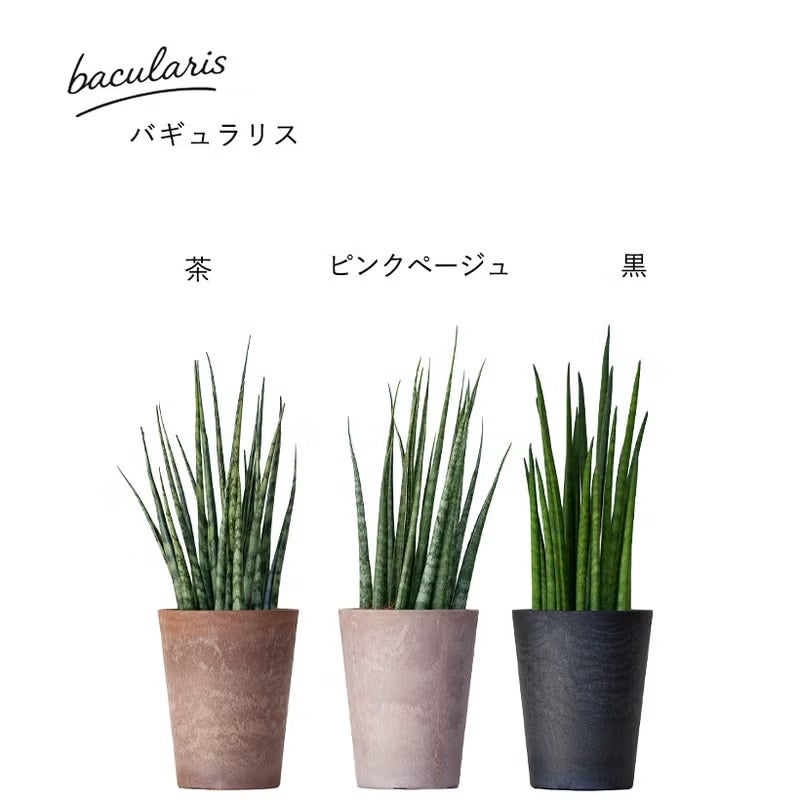 サンスベリアミカド（ファーンウッド）水やり簡単！おしゃれPOT
