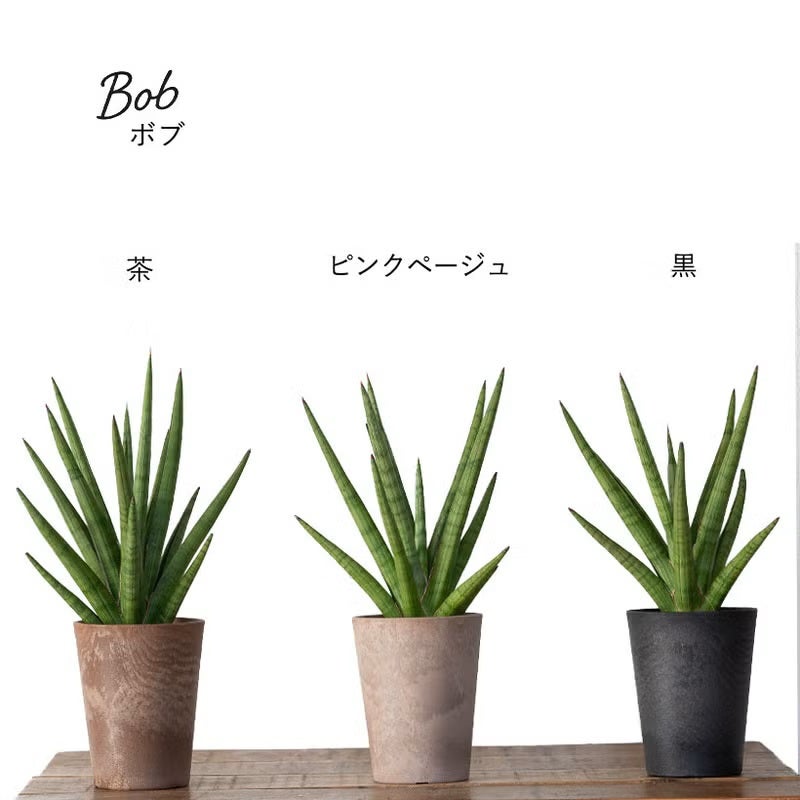 サンスベリアミカド（ファーンウッド）水やり簡単！おしゃれPOT