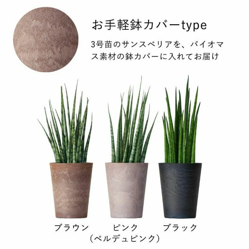 000000004522-11.jpg?size=l&w=