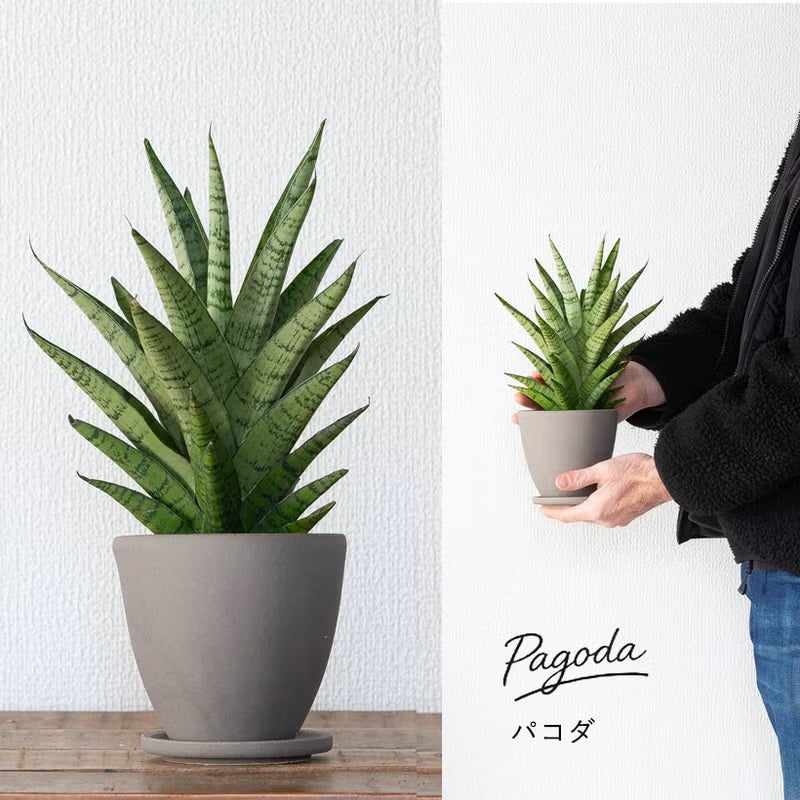 サンスベリアミカド（ファーンウッド）水やり簡単！おしゃれPOT