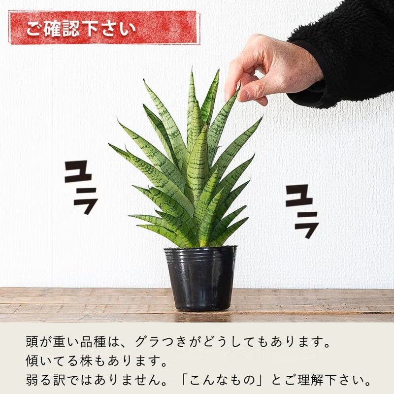 サンスベリアミカド（ファーンウッド）水やり簡単！おしゃれPOT