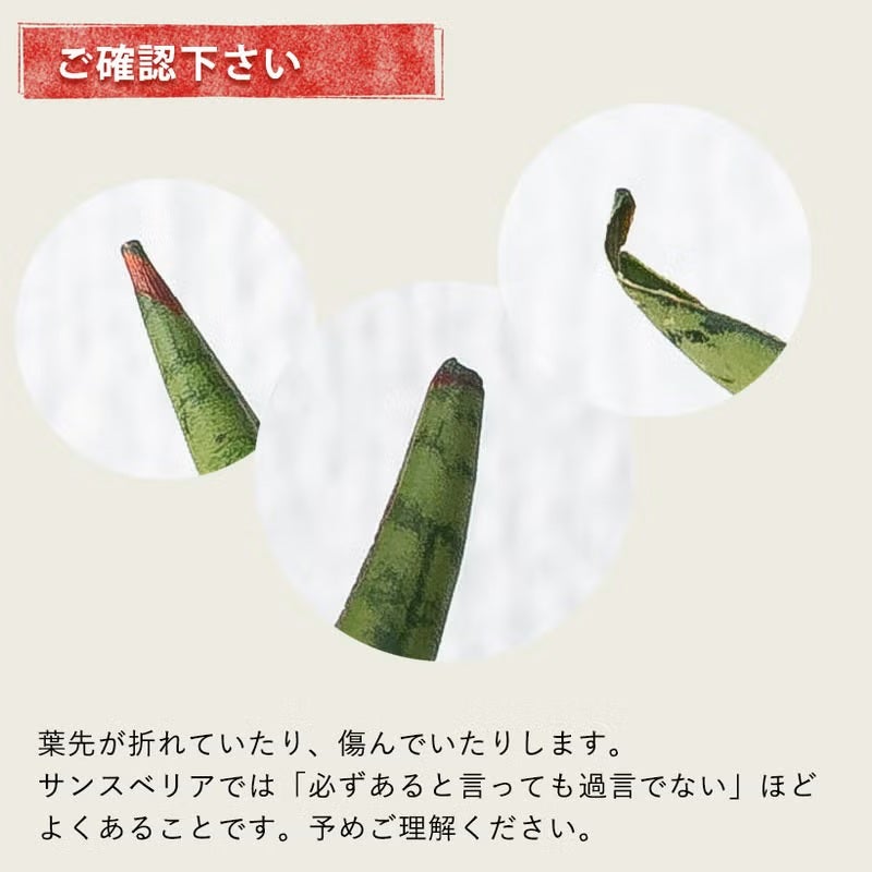 サンスベリアミカド（ファーンウッド）水やり簡単！おしゃれPOT