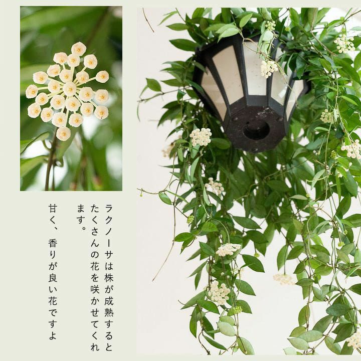 000000004523-04.jpg?size=l&w=