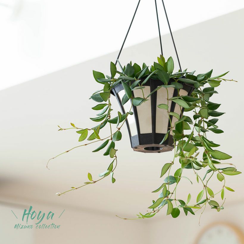 000000004527-06.jpg?size=m&w=