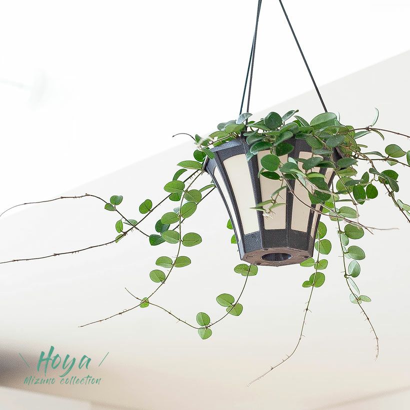 000000004528-01.jpg?size=l&w=