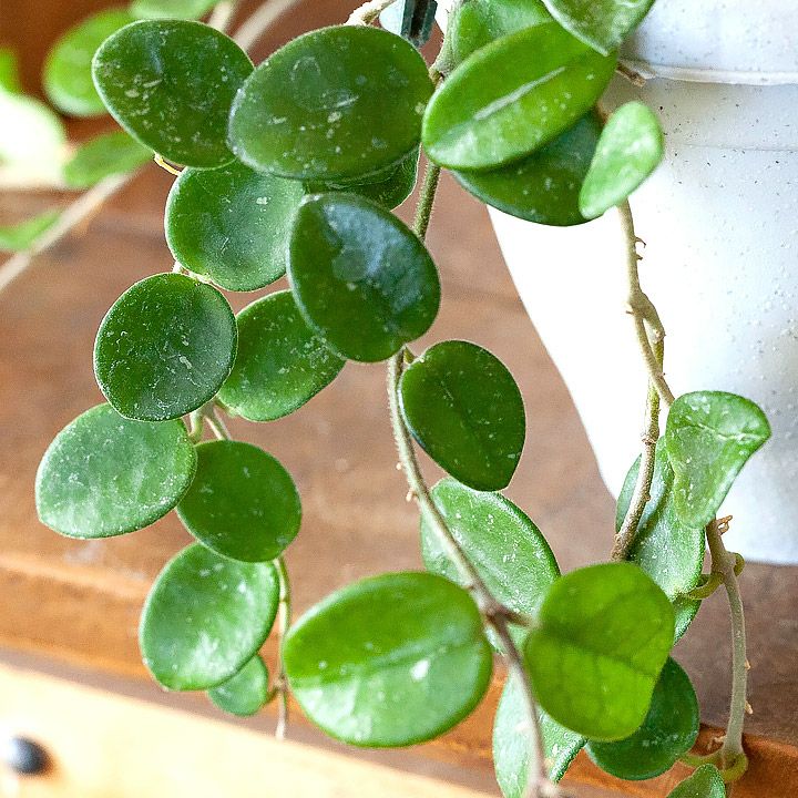 ホヤ・マチルダ耐陰性、耐寒性が高く育てやすい品種｜e花屋さん