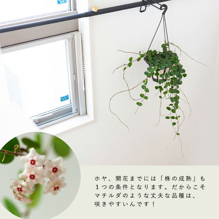 000000004528-04.jpg?size=l&w=