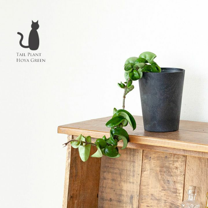 ホヤコンパクタ（緑）ツルが長いインテリア観葉植物e-花屋さん