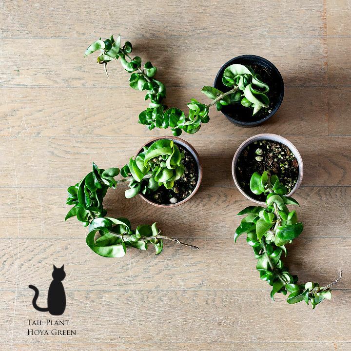 000000004539-06.jpg?size=l&w=