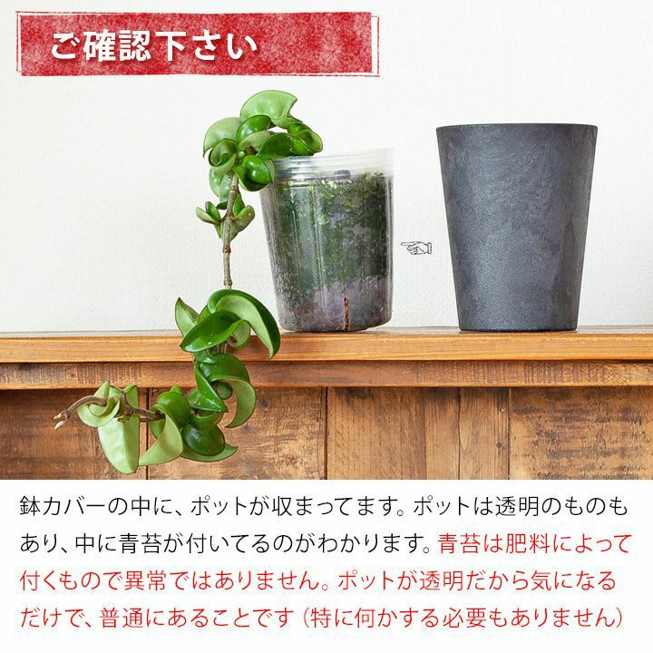 ホヤコンパクタ（緑）ツルが長いインテリア観葉植物e-花屋さん