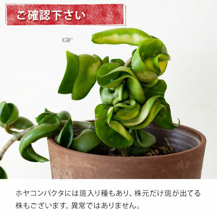 ホヤコンパクタ（緑）ツルが長いインテリア観葉植物e-花屋さん