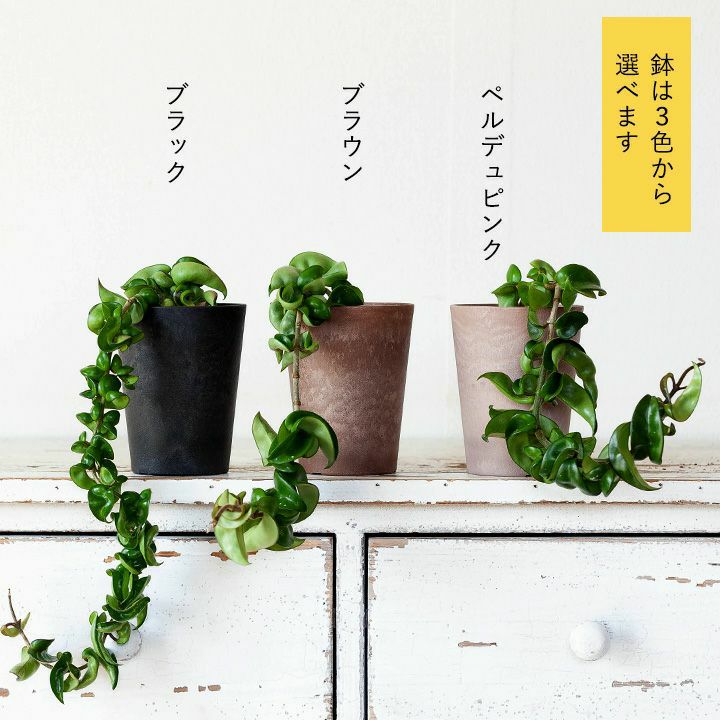 ホヤコンパクタ（緑）ツルが長いインテリア観葉植物e-花屋さん
