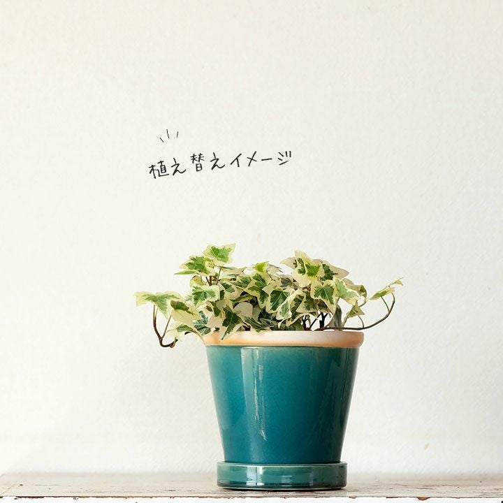 ヘデラ・ヘリックス「ピッツホワイト」（白斑アイビー）e-花屋さん