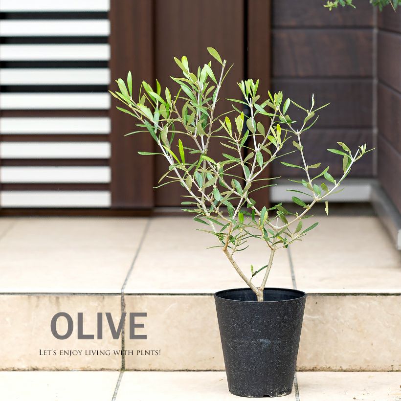 オリーブの木。玄関にいいサイズ！剪定を繰り返し軸がしっかりしてます