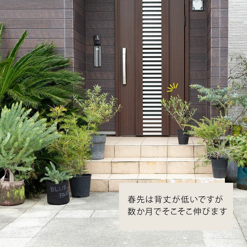 オリーブの木。玄関にいいサイズ！剪定を繰り返し軸がしっかりしてます