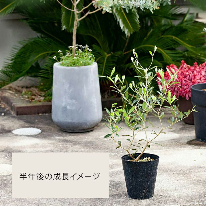 000000004555-14.jpg?size=l&w=