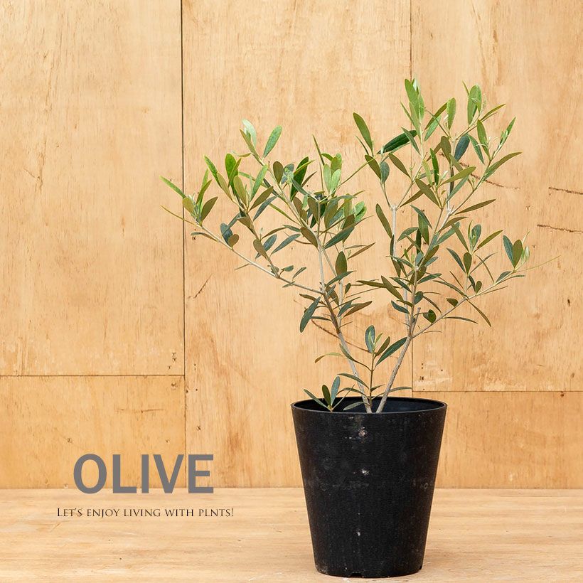 オリーブの木。玄関にいいサイズ！剪定を繰り返し軸がしっかりしてます