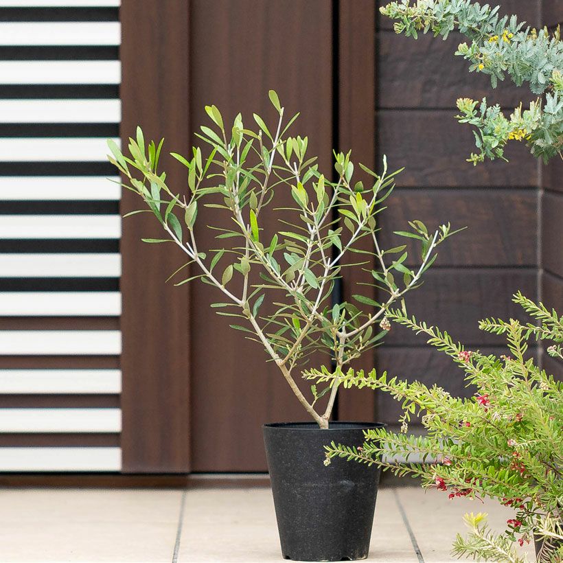 オリーブの木。玄関にいいサイズ！剪定を繰り返し軸がしっかりしてます