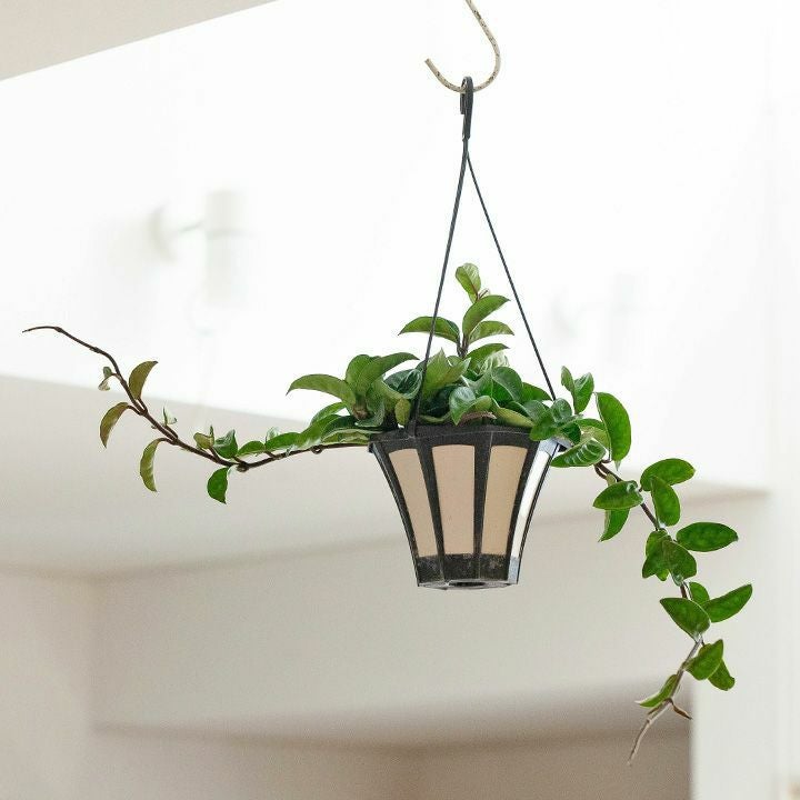 ホヤ（カルノーサ）クリンクルエイト｜大きな花を咲かす希少品種e-花屋さん