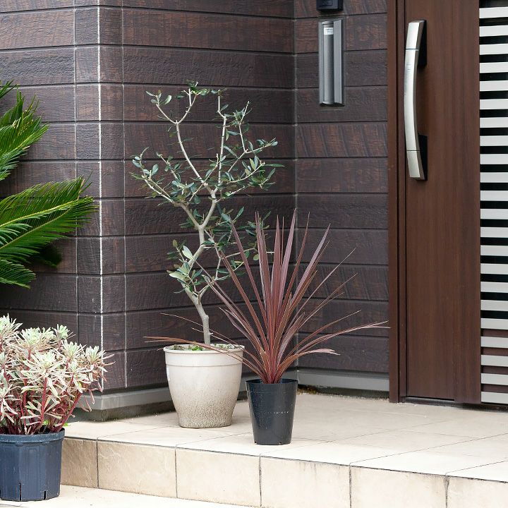 コルジリネレッドスター屋外冬越し｜鉢植え、暖地は庭（地植え）