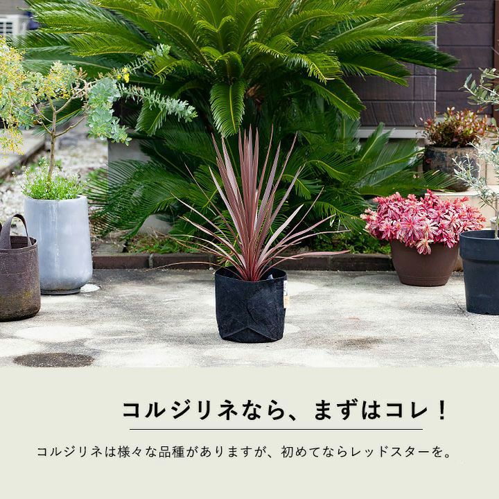 コルジリネレッドスター屋外冬越し｜鉢植え、暖地は庭（地植え）