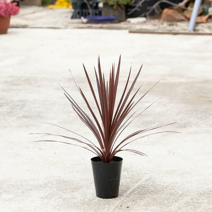 コルジリネレッドスター屋外冬越し｜鉢植え、暖地は庭（地植え）