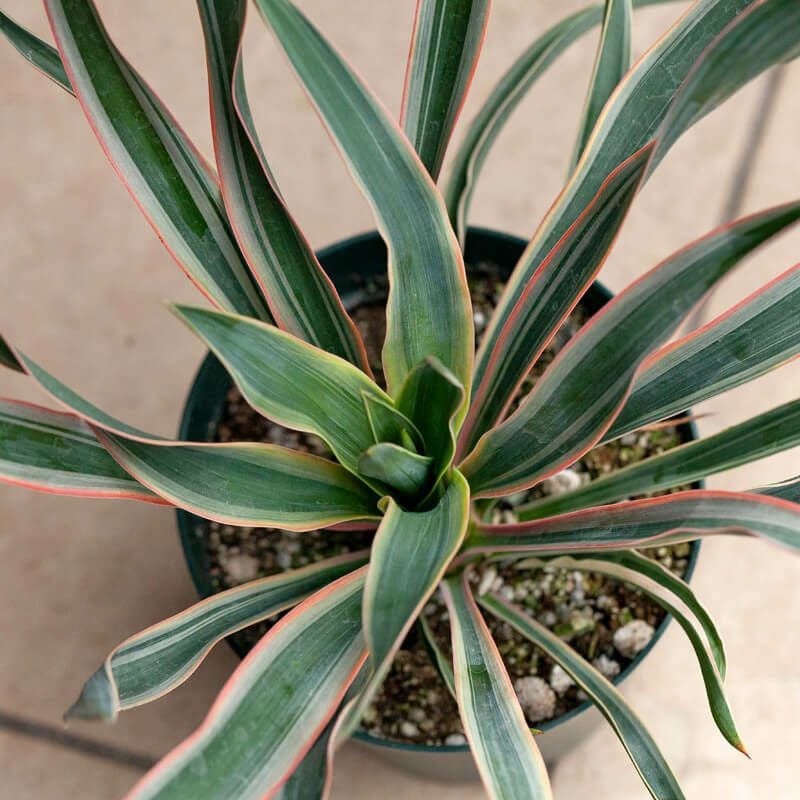 斑入りユッカグロリオサ耐寒性-10℃ドライガーデンにアツバキミガヨラン