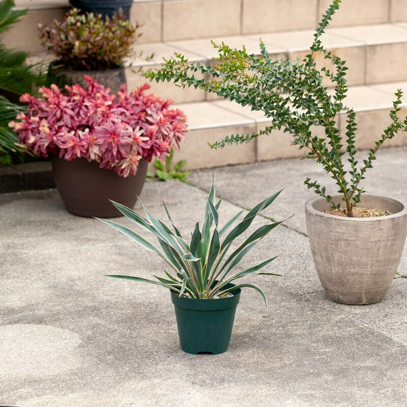 斑入りユッカグロリオサ耐寒性-10℃ドライガーデンにアツバキミガヨラン