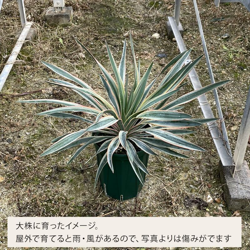 斑入りユッカグロリオサ耐寒性-10℃ドライガーデンにアツバキミガヨラン