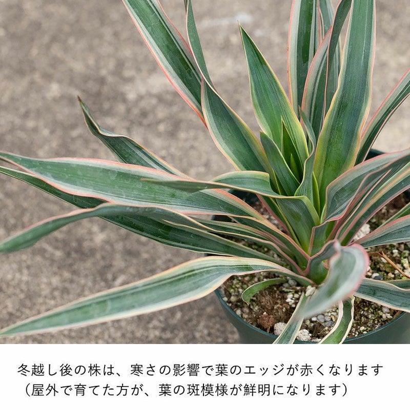 斑入りユッカグロリオサ耐寒性-10℃ドライガーデンにアツバキミガヨラン