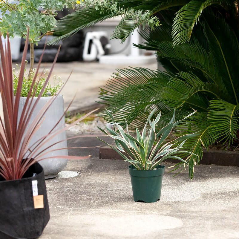 斑入りユッカグロリオサ耐寒性-10℃ドライガーデンにアツバキミガヨラン