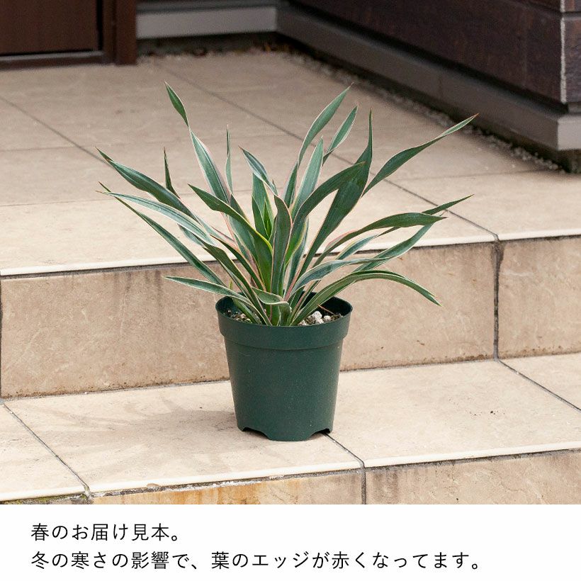 斑入りユッカグロリオサ耐寒性-10℃ドライガーデンにアツバキミガヨラン