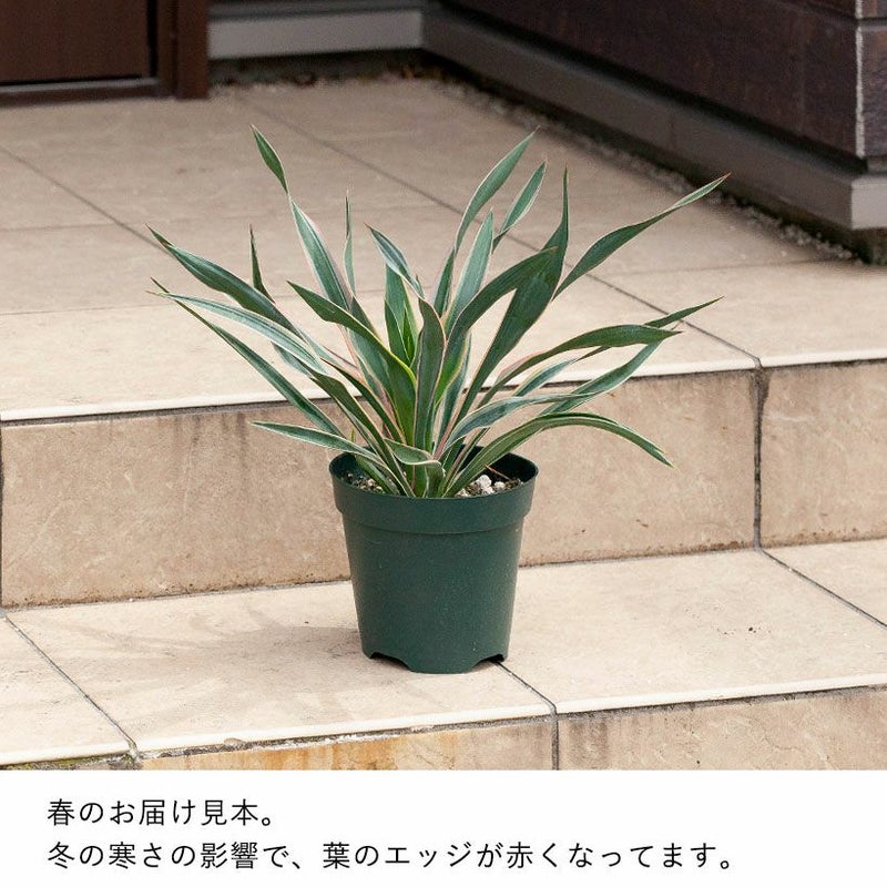 斑入りユッカグロリオサ耐寒性-10℃ドライガーデンにアツバキミガヨラン
