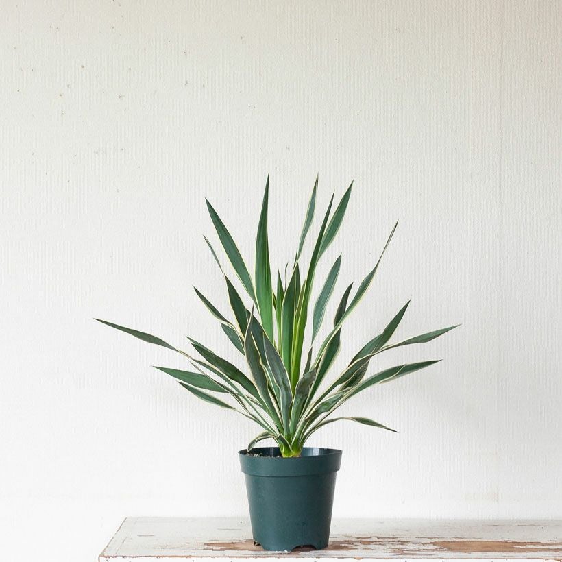 斑入りユッカグロリオサ耐寒性-10℃ドライガーデンにアツバキミガヨラン