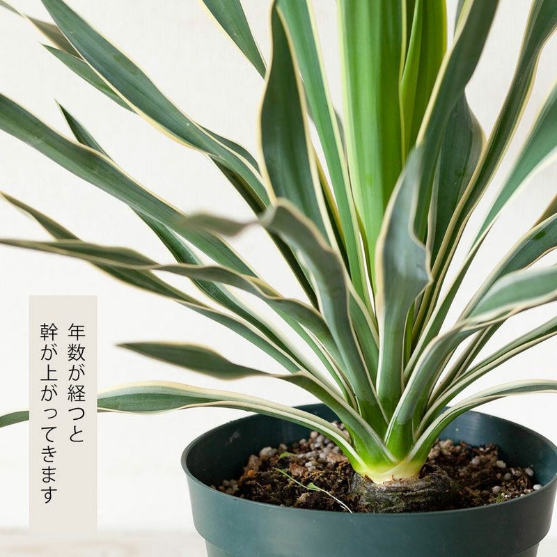斑入りユッカグロリオサ耐寒性-10℃ドライガーデンにアツバキミガヨラン